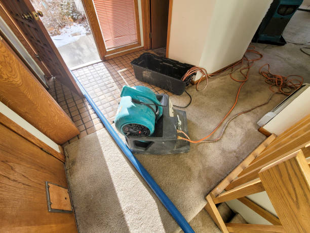 Best Professional water damage repair  in Horatio, AR