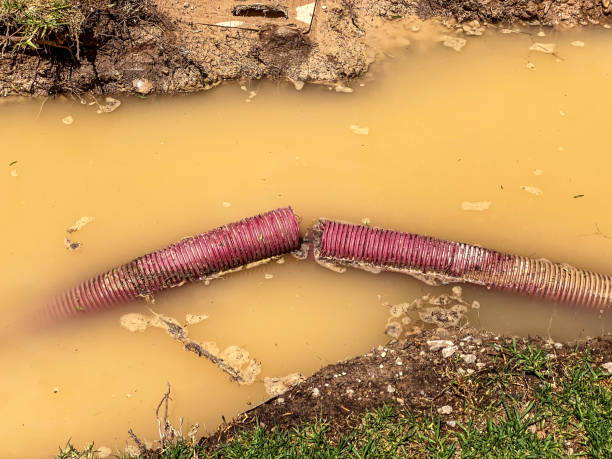 Best Professional water damage repair  in Horatio, AR